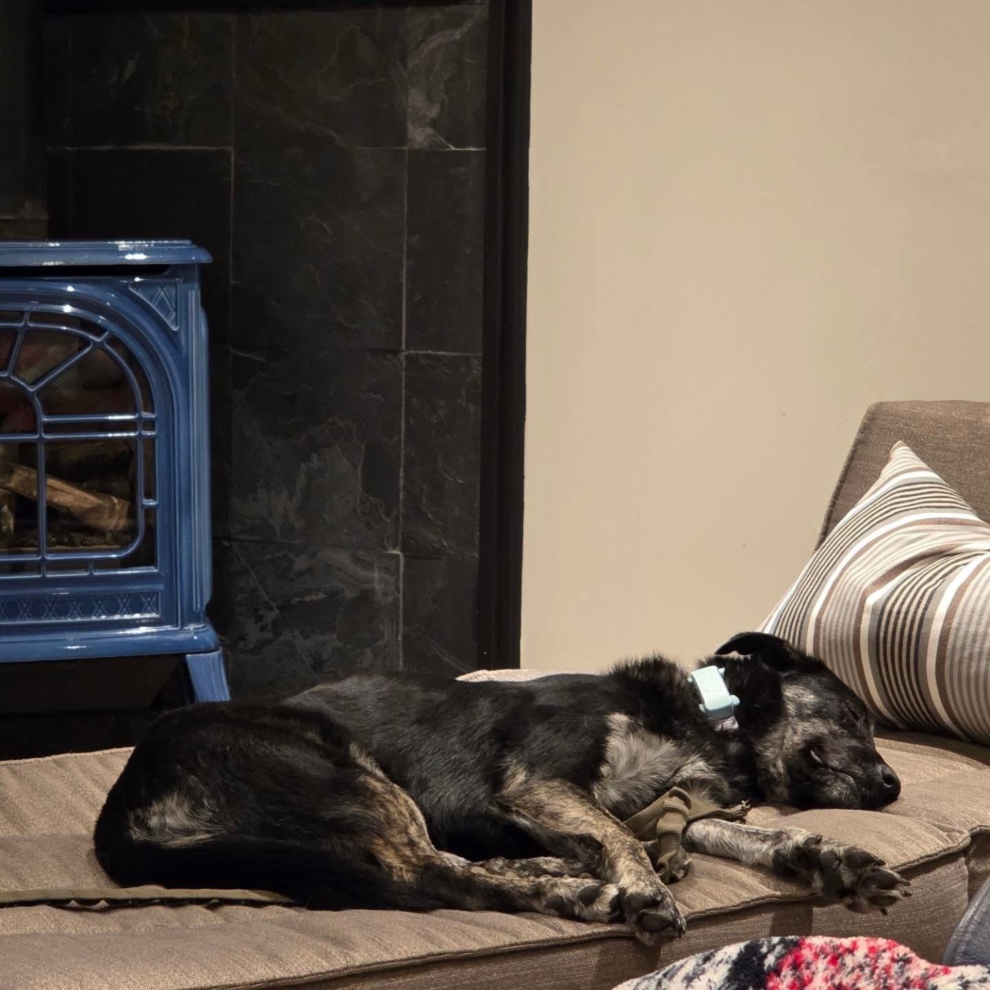 Noir, a ADOPTABLE mixed breed in Scarborough, ON image 4/6