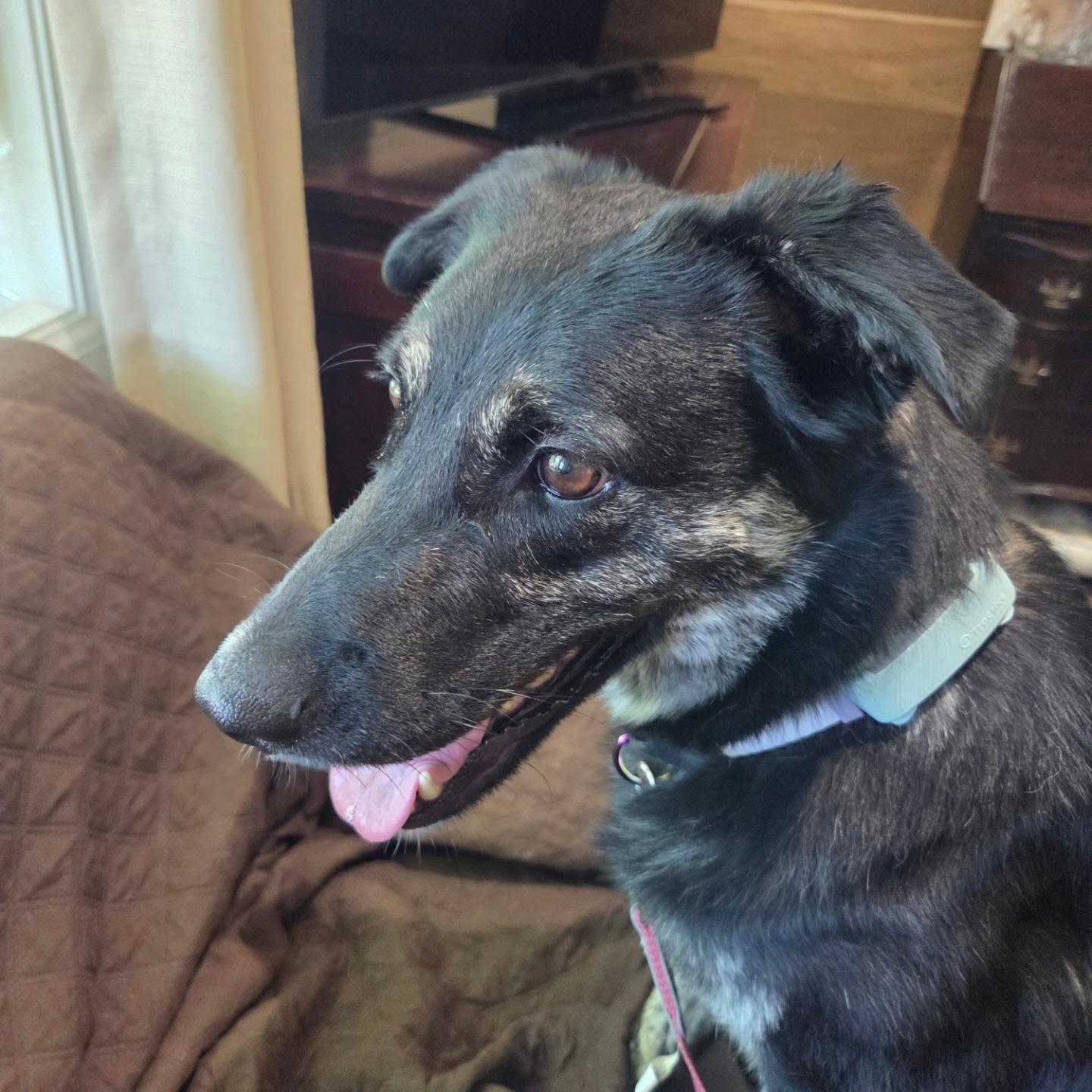 Noir, a ADOPTABLE mixed breed in Scarborough, ON image 2/6