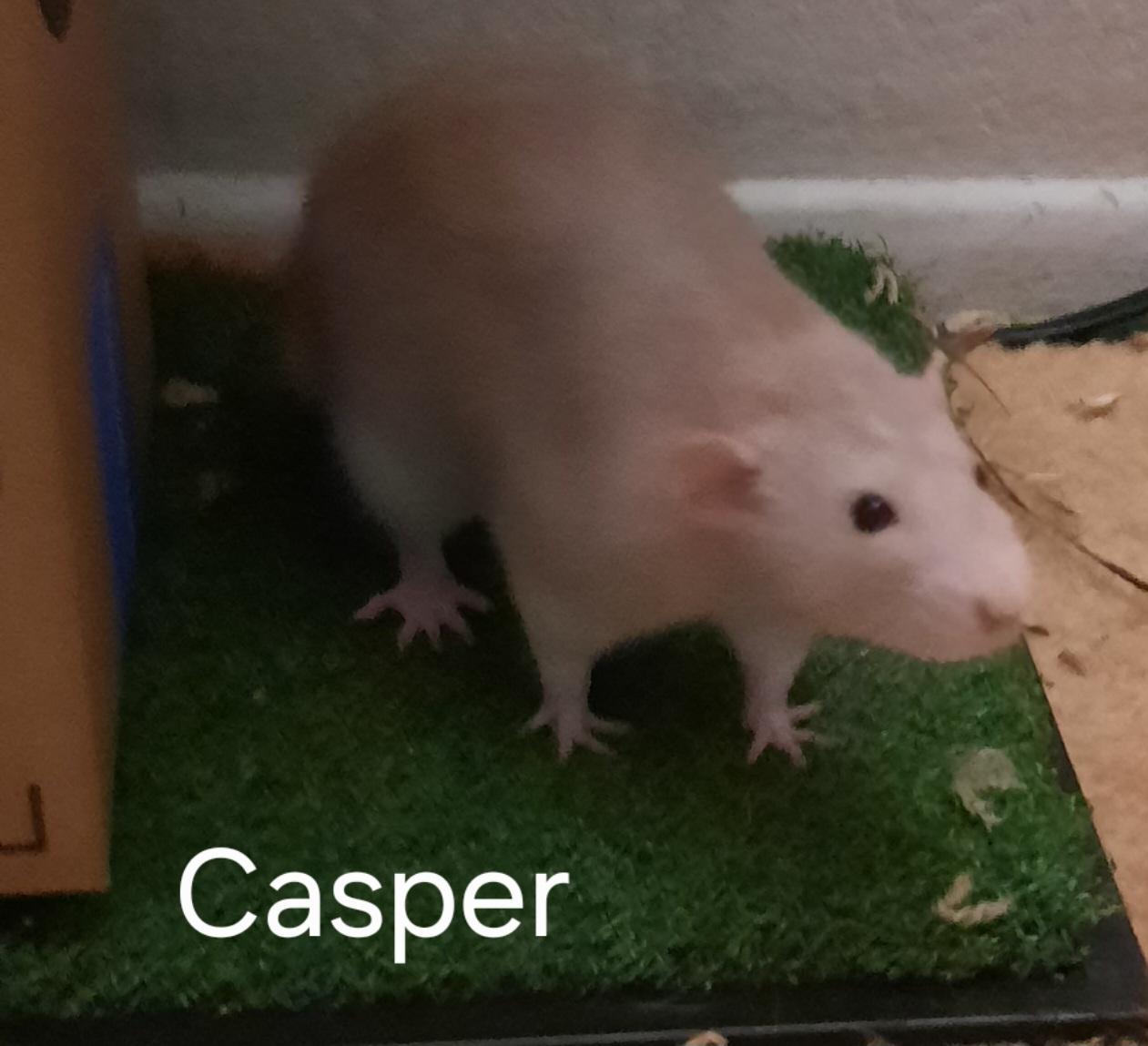 Casper, Gizmo, and Tater, ADOPTABLE, Adult Male Rat.