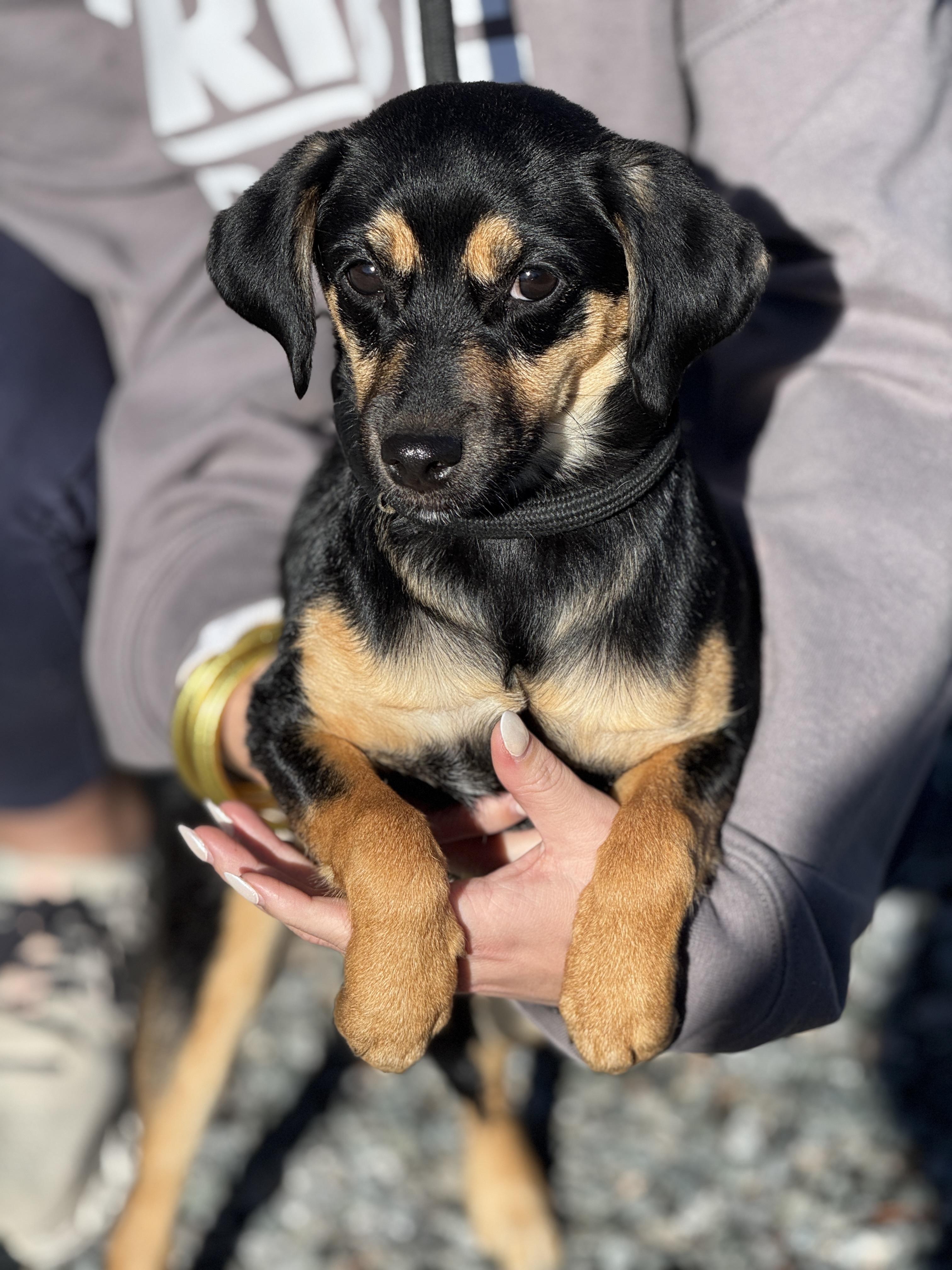 Nora, adopted, Young Female Beagle & Chihuahua.