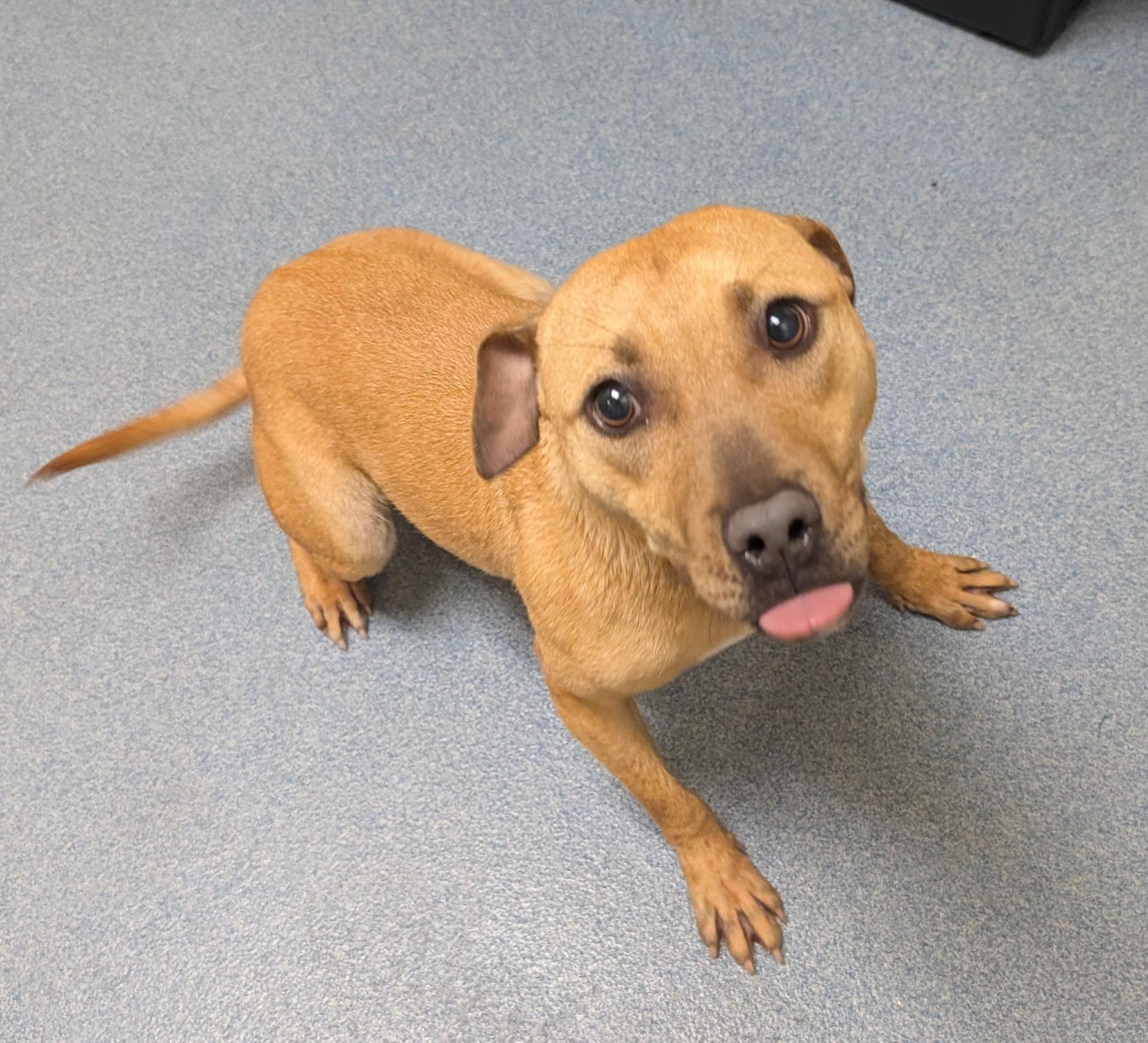 Enlarge Noodles, a ADOPTABLE mixed breed in Suffolk, VA image 2/3