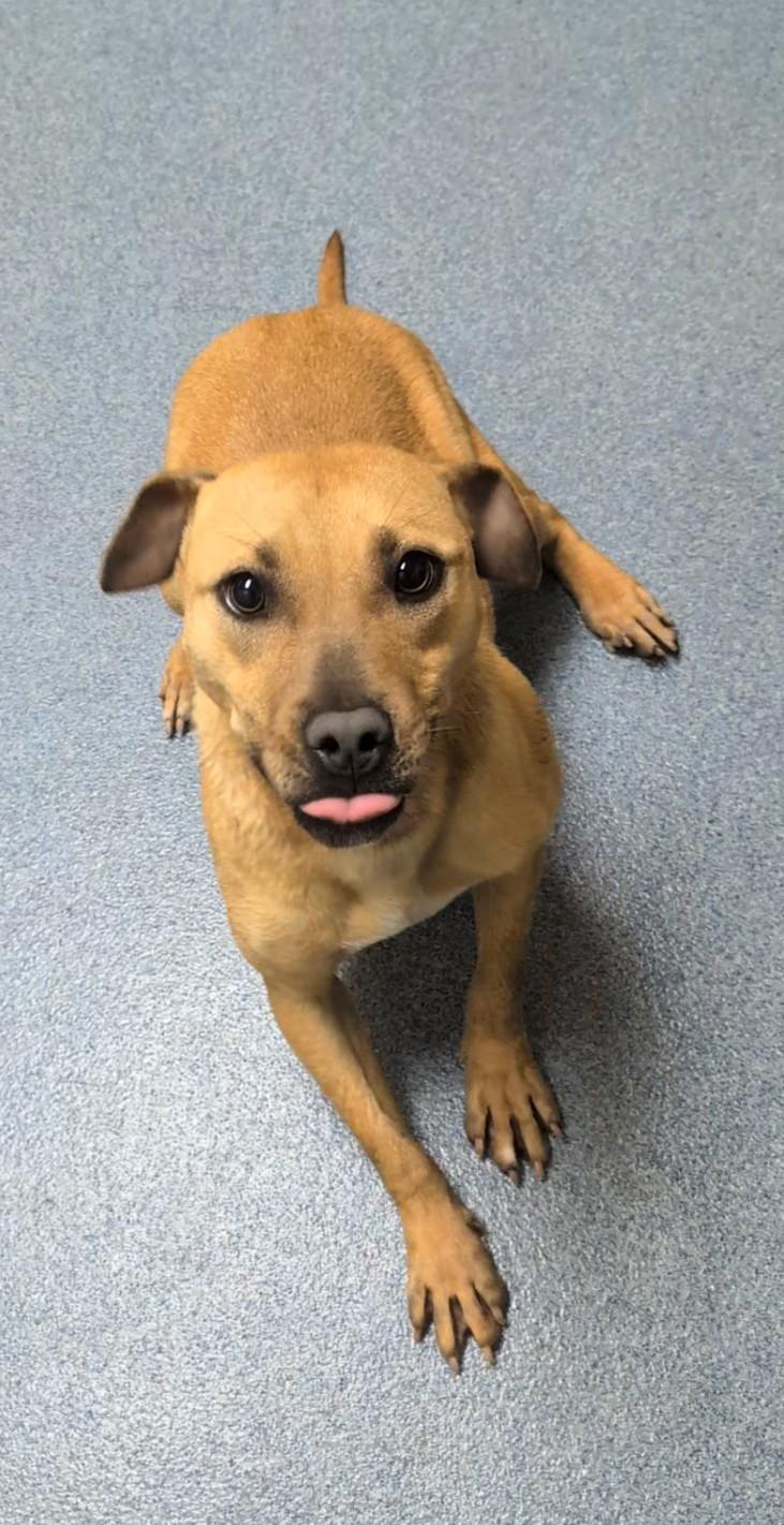 Enlarge Noodles, a ADOPTABLE mixed breed in Suffolk, VA image 1/3