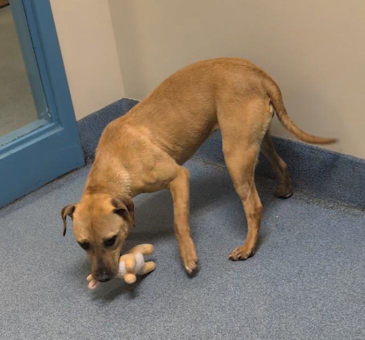 Enlarge Noodles, a ADOPTABLE mixed breed in Suffolk, VA image 3/3