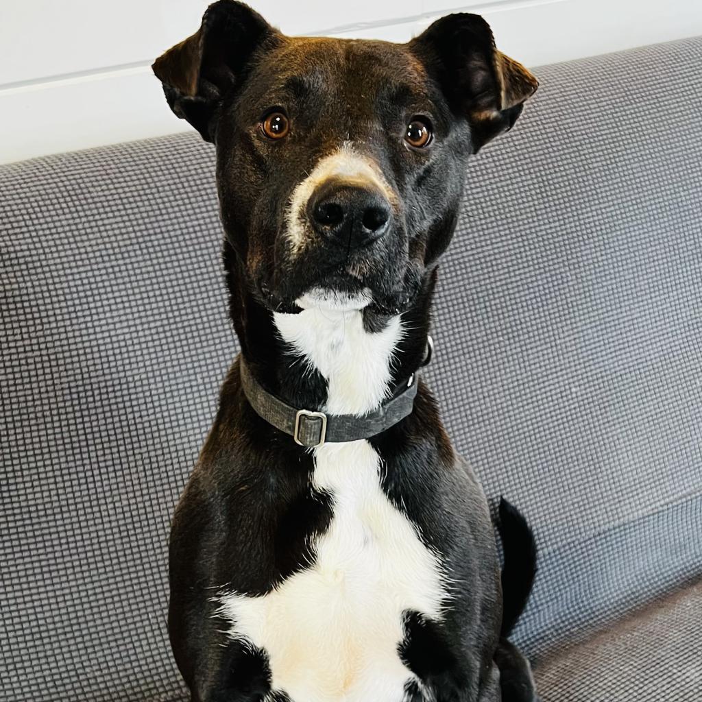 Enlarge Rogan, a Adoptable mixed breed in Green Bay, WI image 1/6