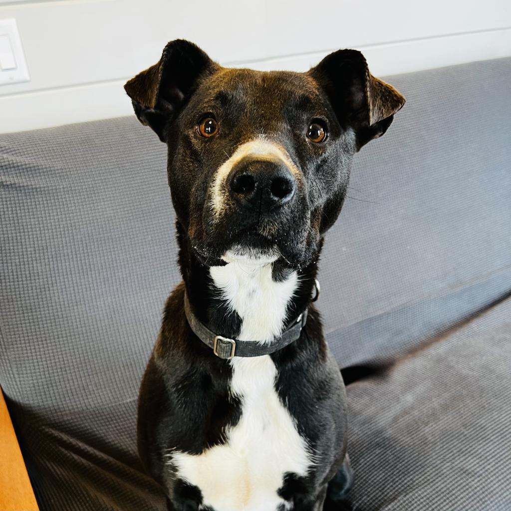 Enlarge Rogan, a Adoptable mixed breed in Green Bay, WI image 2/6