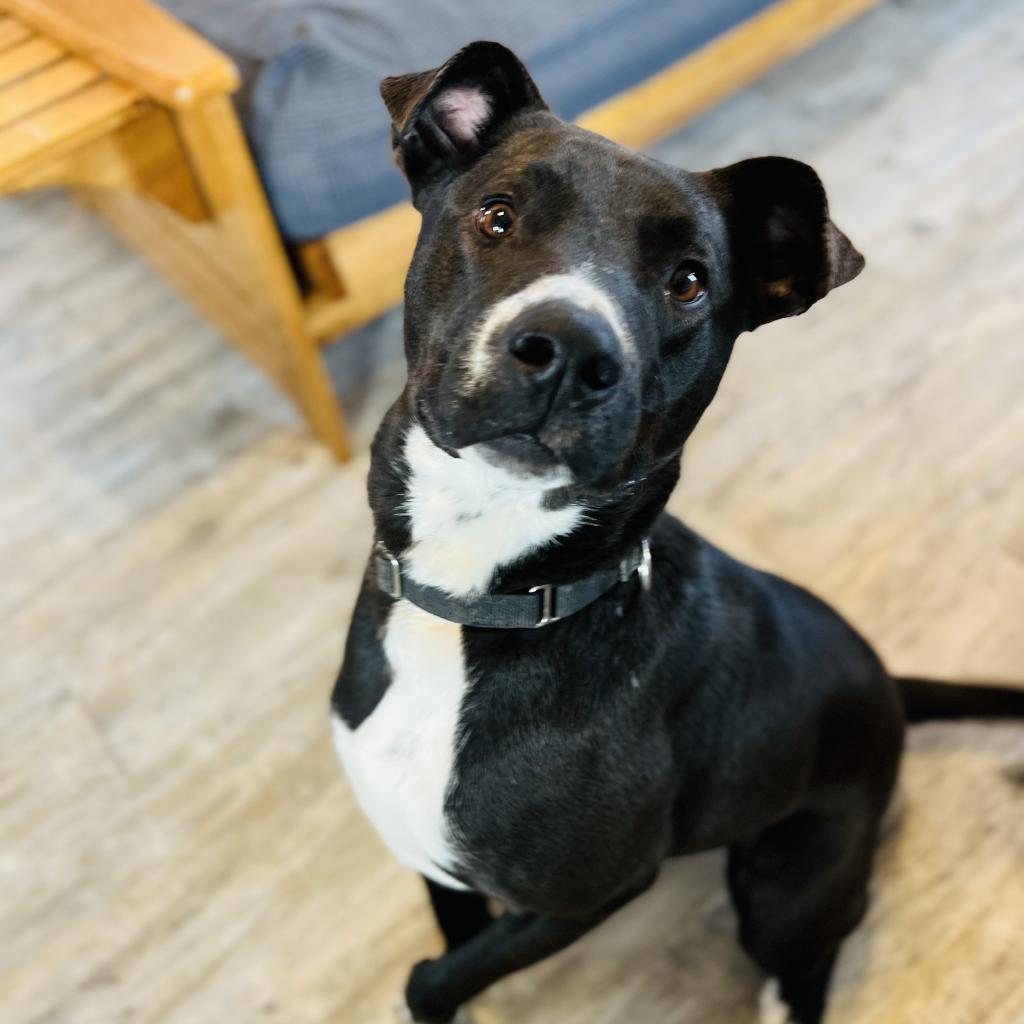 Enlarge Rogan, a Adoptable mixed breed in Green Bay, WI image 3/6
