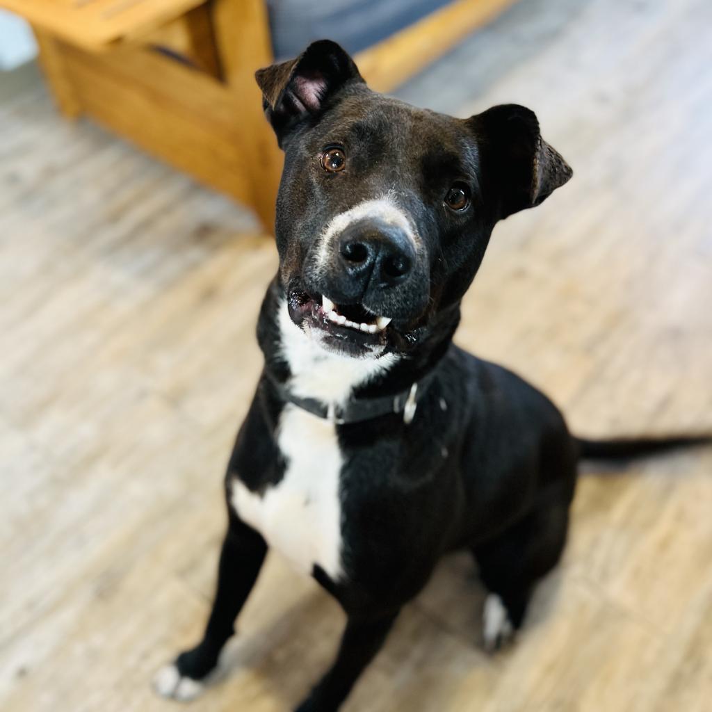 Enlarge Rogan, a Adoptable mixed breed in Green Bay, WI image 4/6