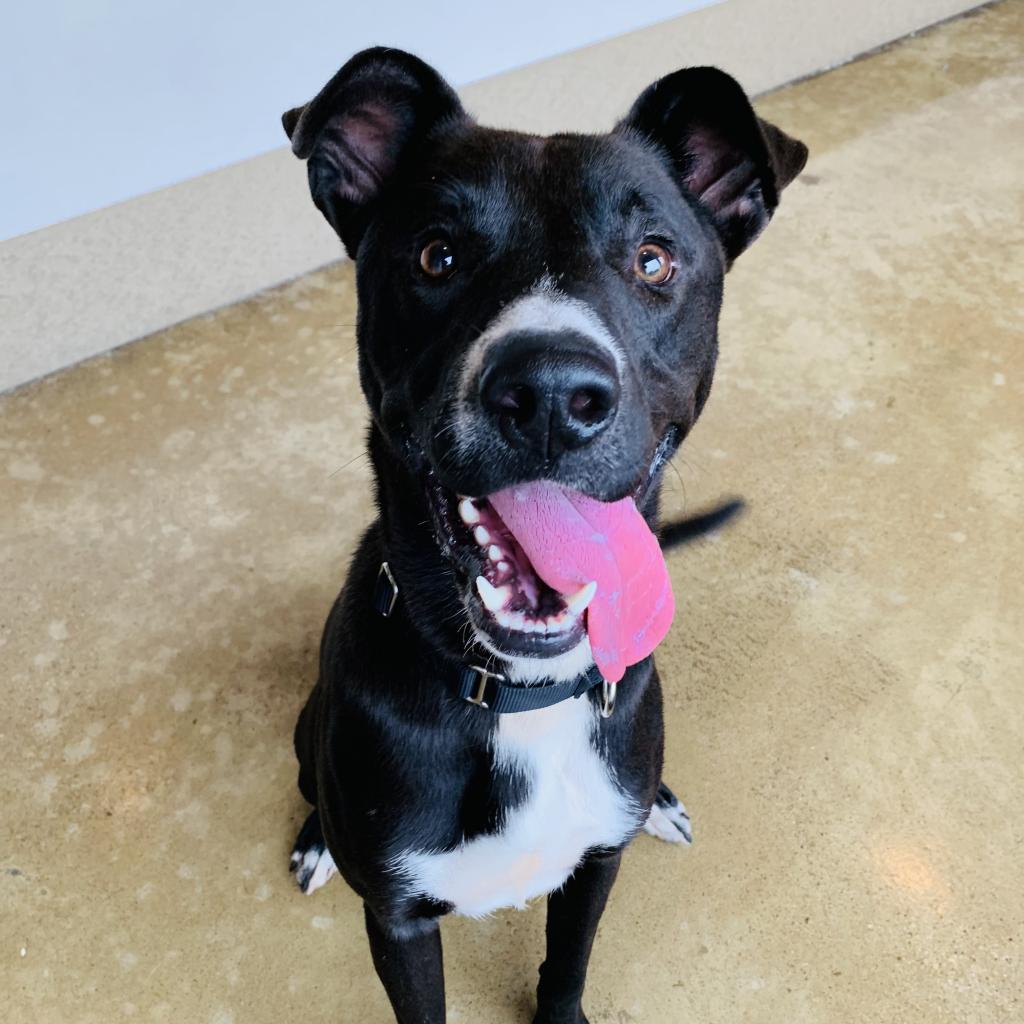 Enlarge Rogan, a Adoptable mixed breed in Green Bay, WI image 5/6