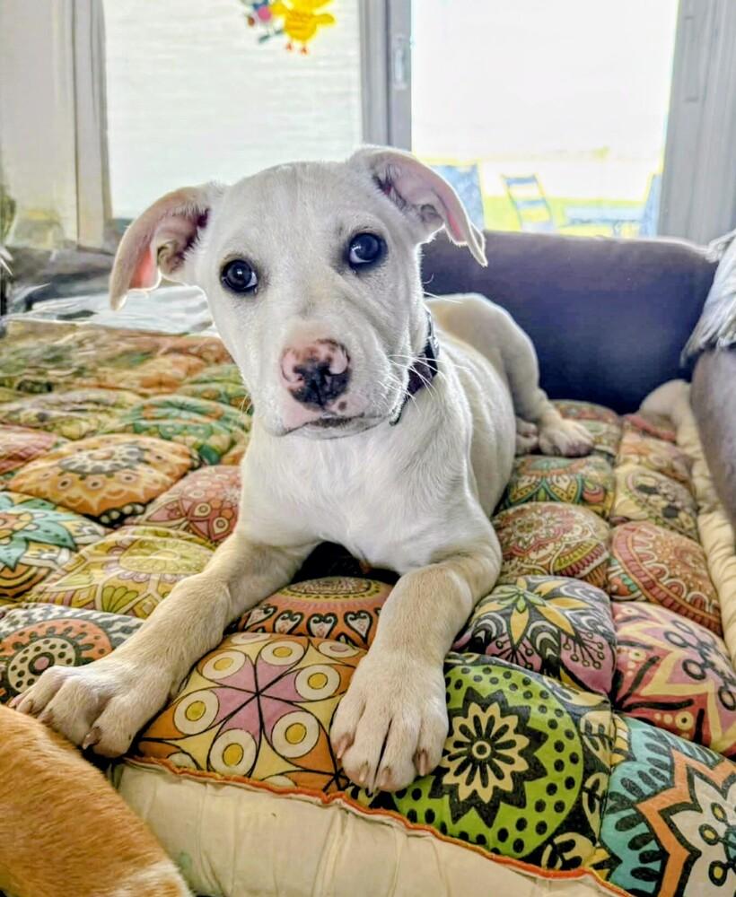 Juneau (female), Adoptable, Puppy Female Retriever & Mixed Breed.