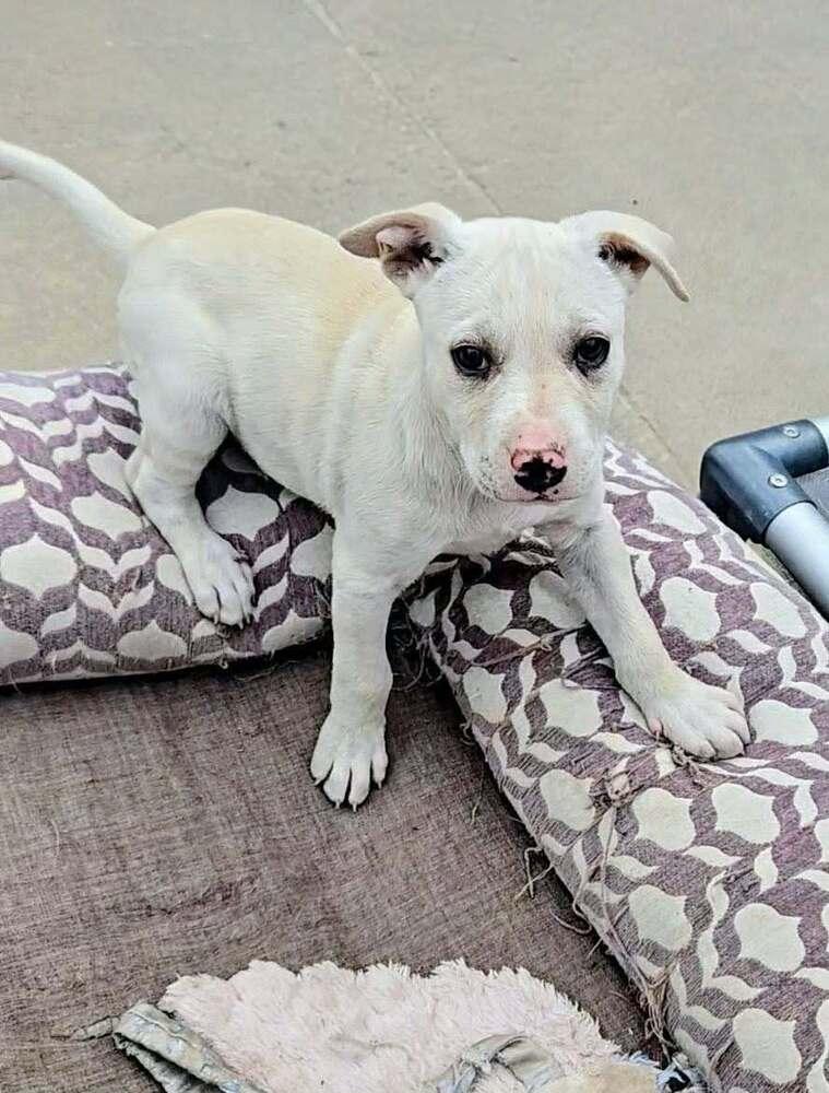 Juneau, a Adoptable mixed breed in Evergreen, CO image 5/6