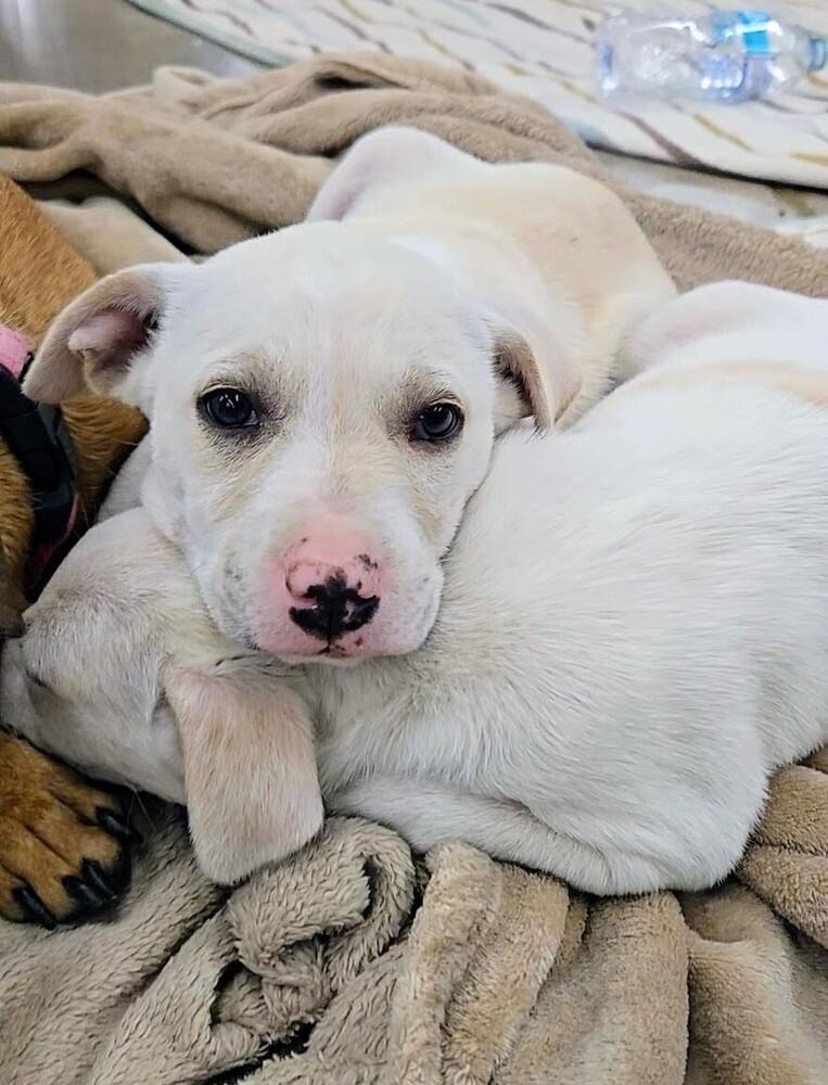 Juneau, Adoptable, Puppy Female Retriever & Mixed Breed.