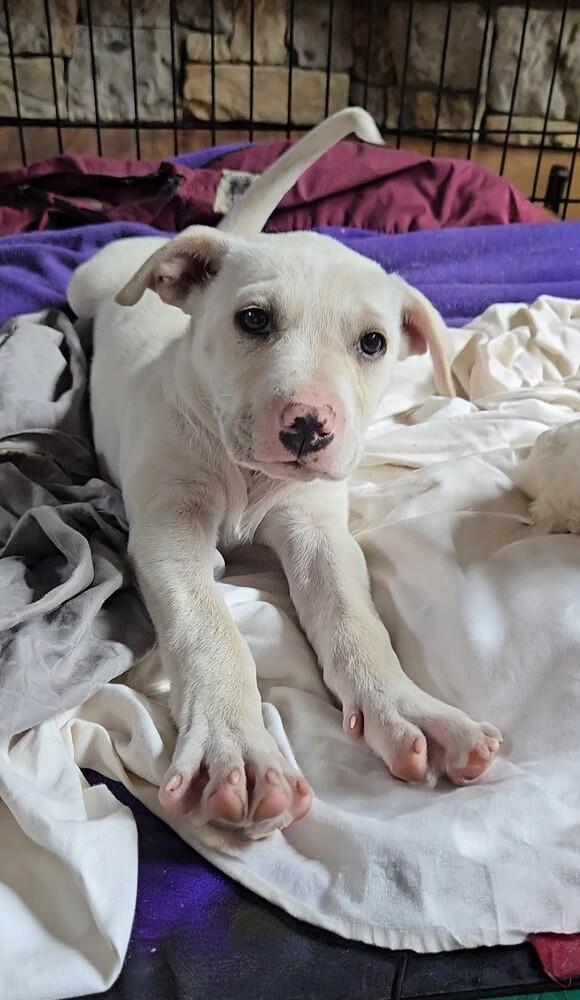 Juneau, a Adoptable mixed breed in Evergreen, CO image 6/6