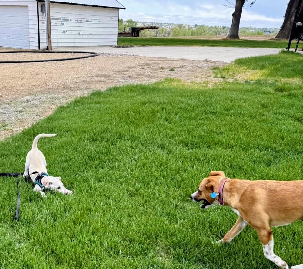 Enlarge Juneau (female), a Adoptable mixed breed in Evergreen, CO image 6/6