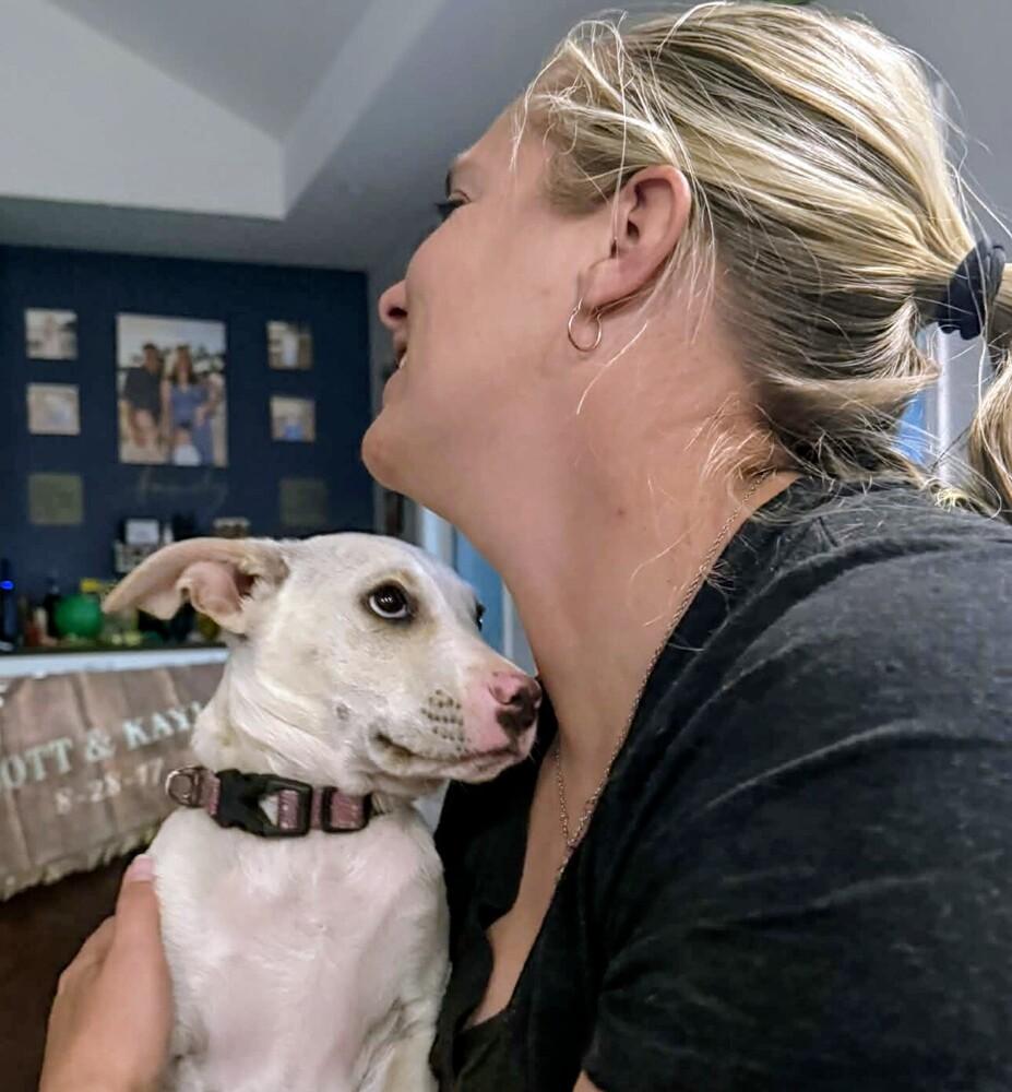 Enlarge Juneau (female), a Adoptable mixed breed in Denver , CO image 6/6