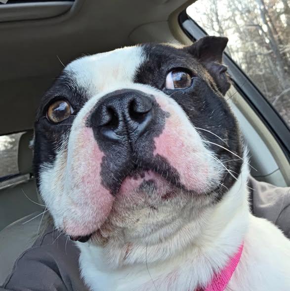 Sam, ADOPTABLE, Adult Male French Bulldog.