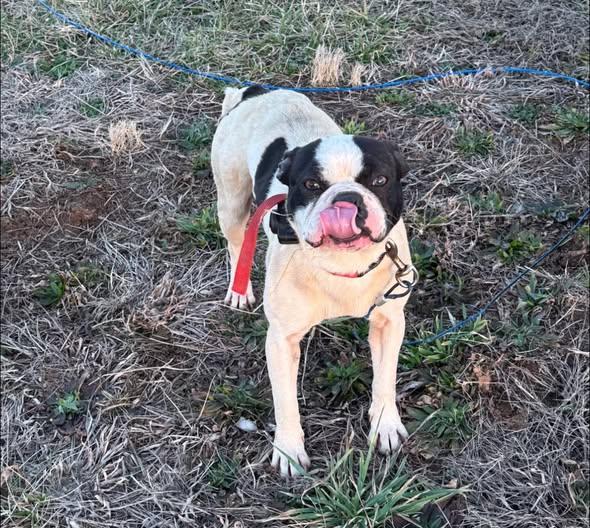 Enlarge Sam, a ADOPTABLE French Bulldog in Knoxville, TN image 2/2