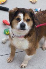 Enlarge LaLa, an adopted Mixed Breed in Manitowoc, WI image 1/1