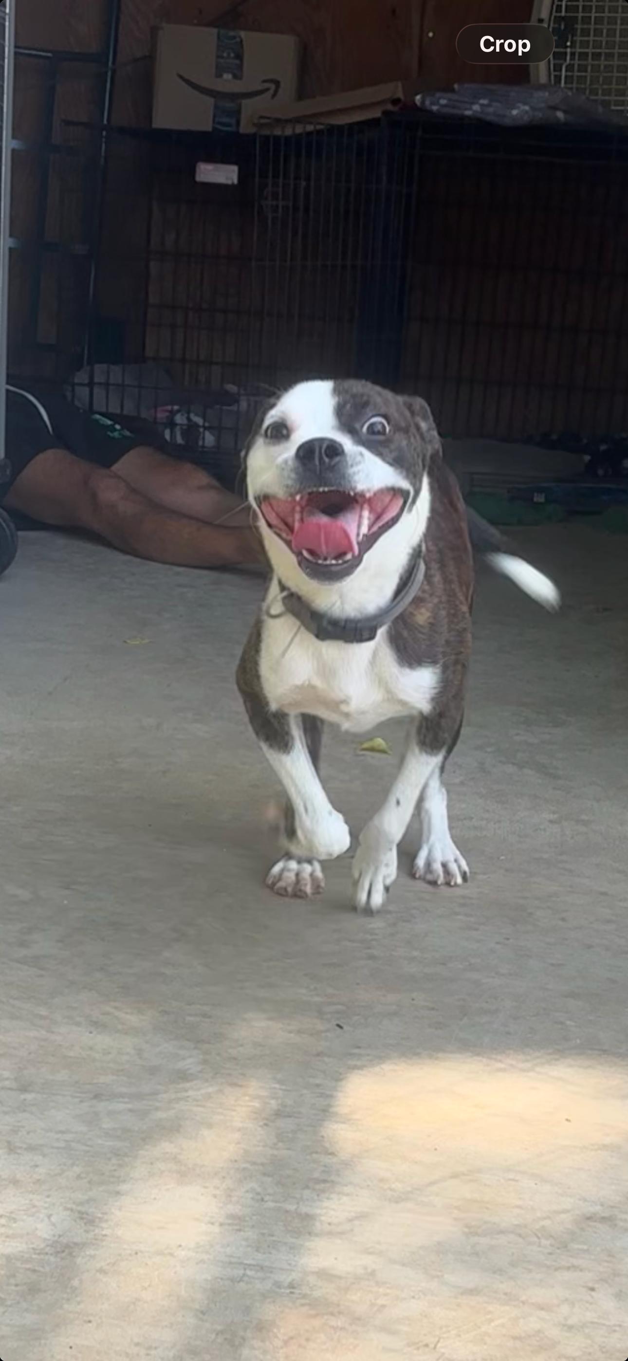Jimmy McNutty, ADOPTABLE, Young Male Boston Terrier.