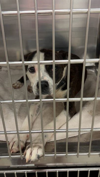 Enlarge Jimmy McNutty, a ADOPTABLE mixed breed in Pilot Point, TX video 2/5