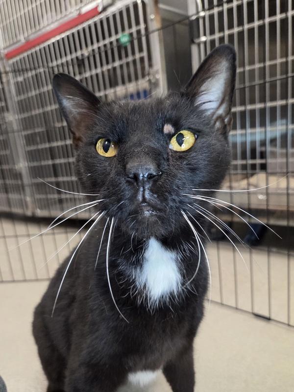 Enlarge Bawnque, a Adoptable mixed breed in Millersville, MD image 1/1