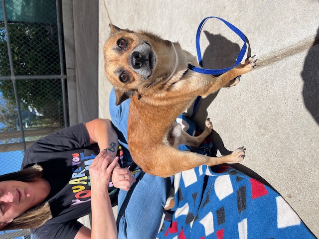 Enlarge Leon, a Adopted mixed breed in Walnut Creek, CA image 2/4