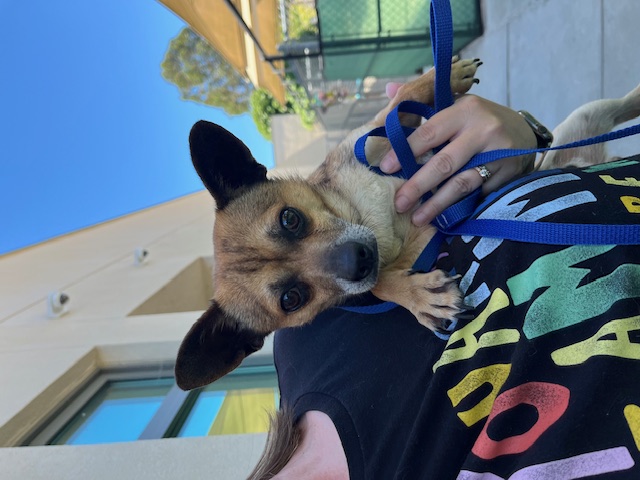 Enlarge Leon, a Adopted mixed breed in Walnut Creek, CA image 3/4