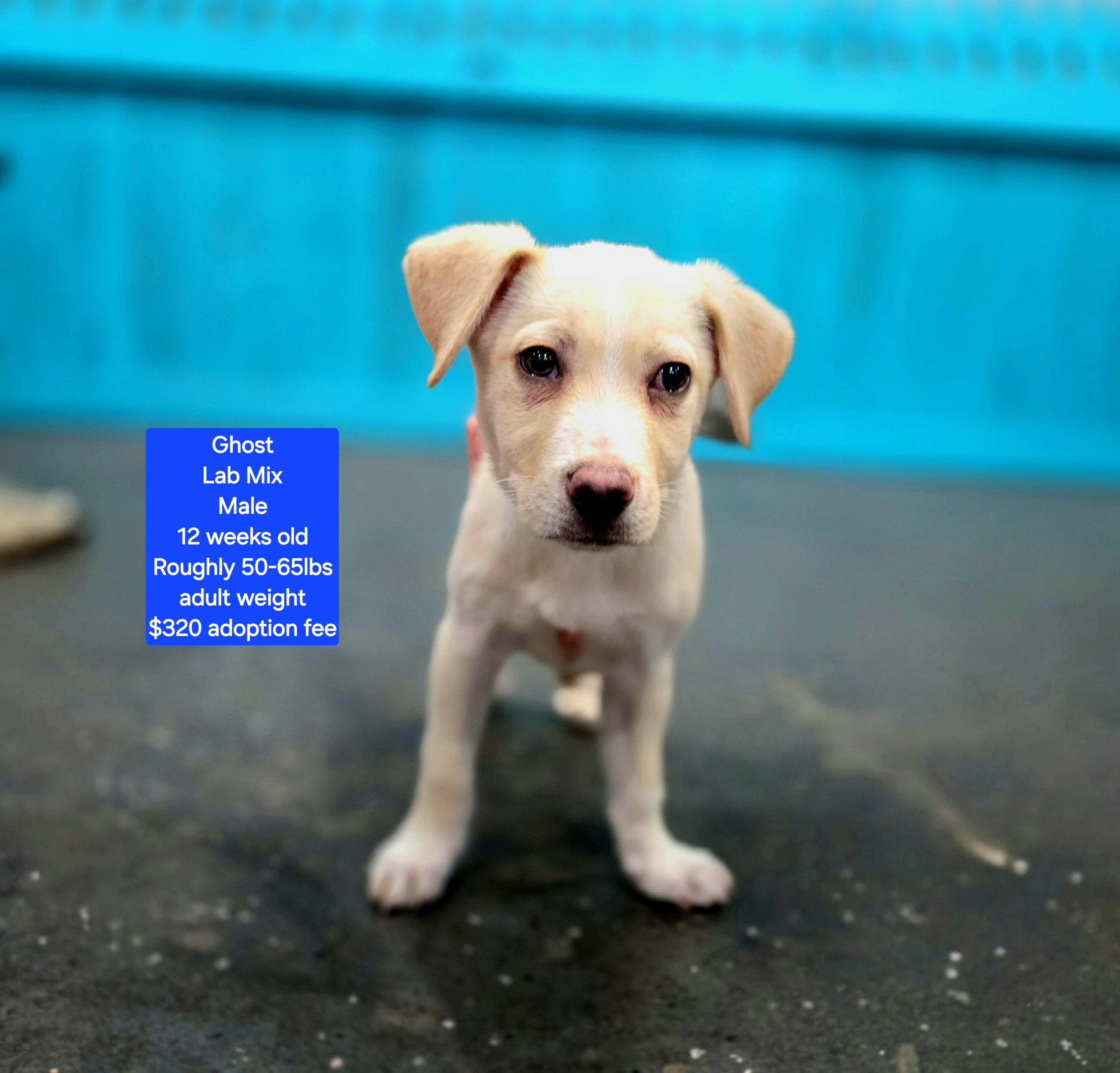 Ghost, ADOPTABLE, Puppy Male Labrador Retriever.