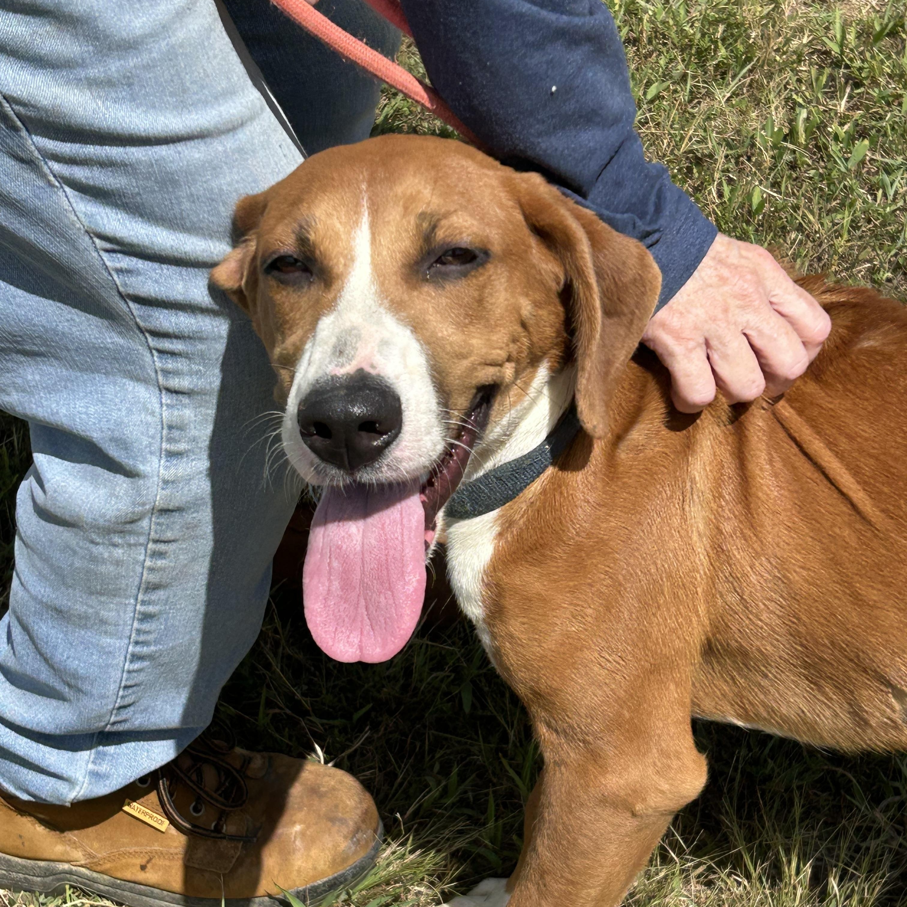Enlarge Lilac, a Adopted mixed breed in Charles City, VA image 4/5