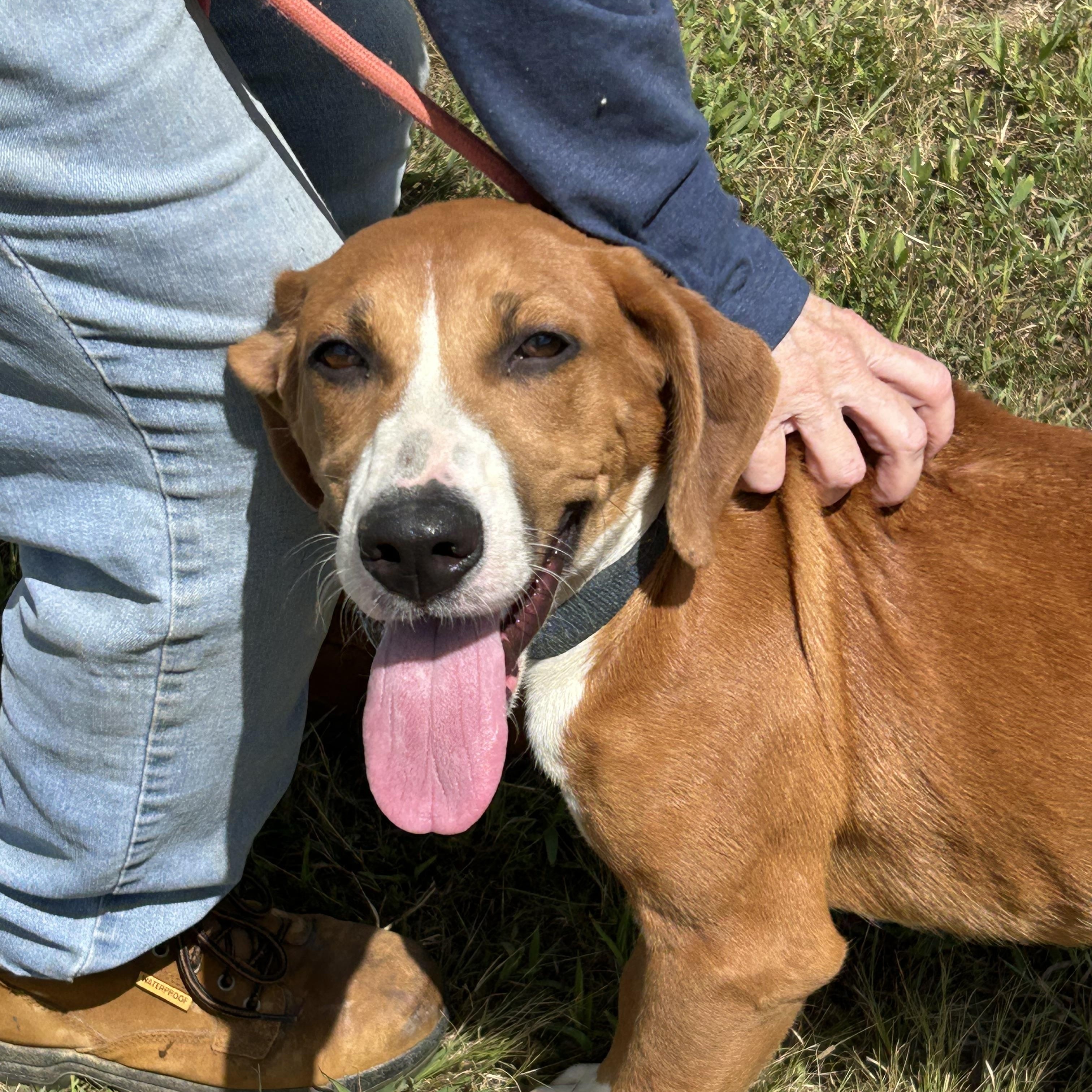 Lilac, Adopted, Adult Female Hound.