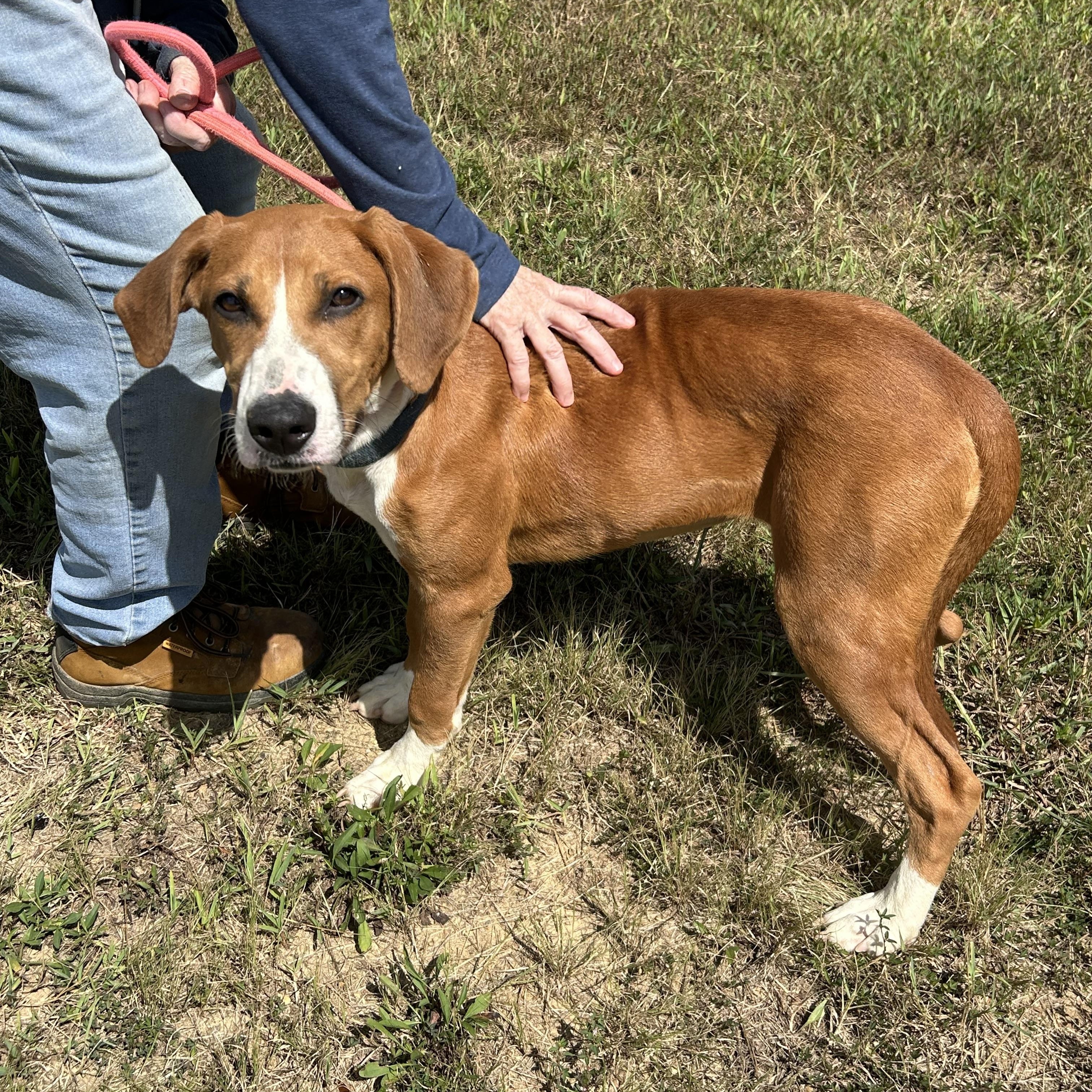 Enlarge Lilac, a Adopted mixed breed in Charles City, VA image 2/5