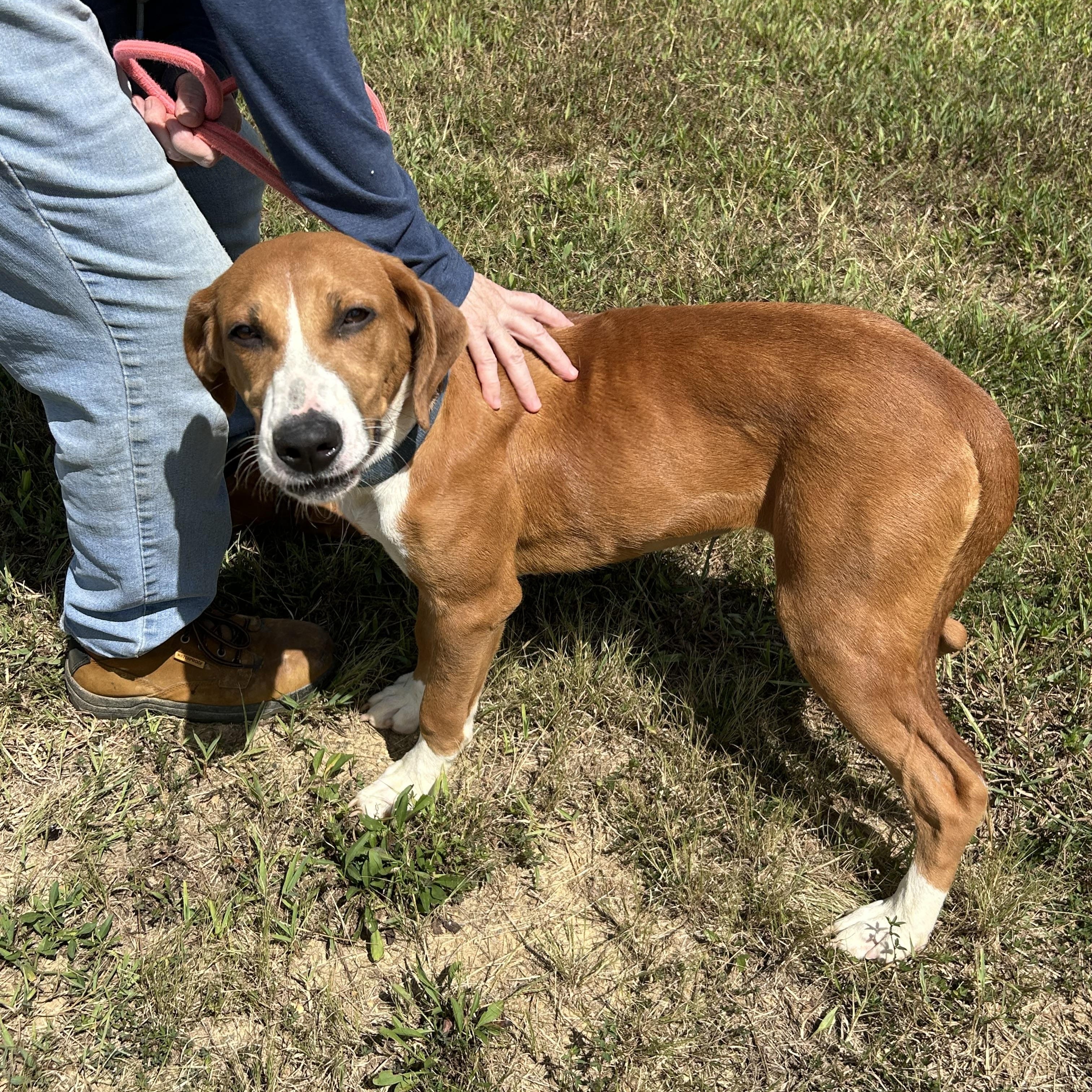 Enlarge Lilac, a Adopted mixed breed in Charles City, VA image 5/5