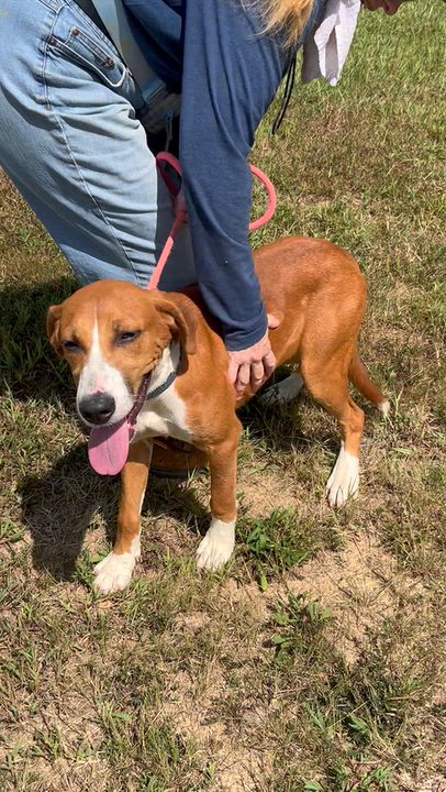Enlarge Lilac, a Adopted mixed breed in Charles City, VA video 3/5