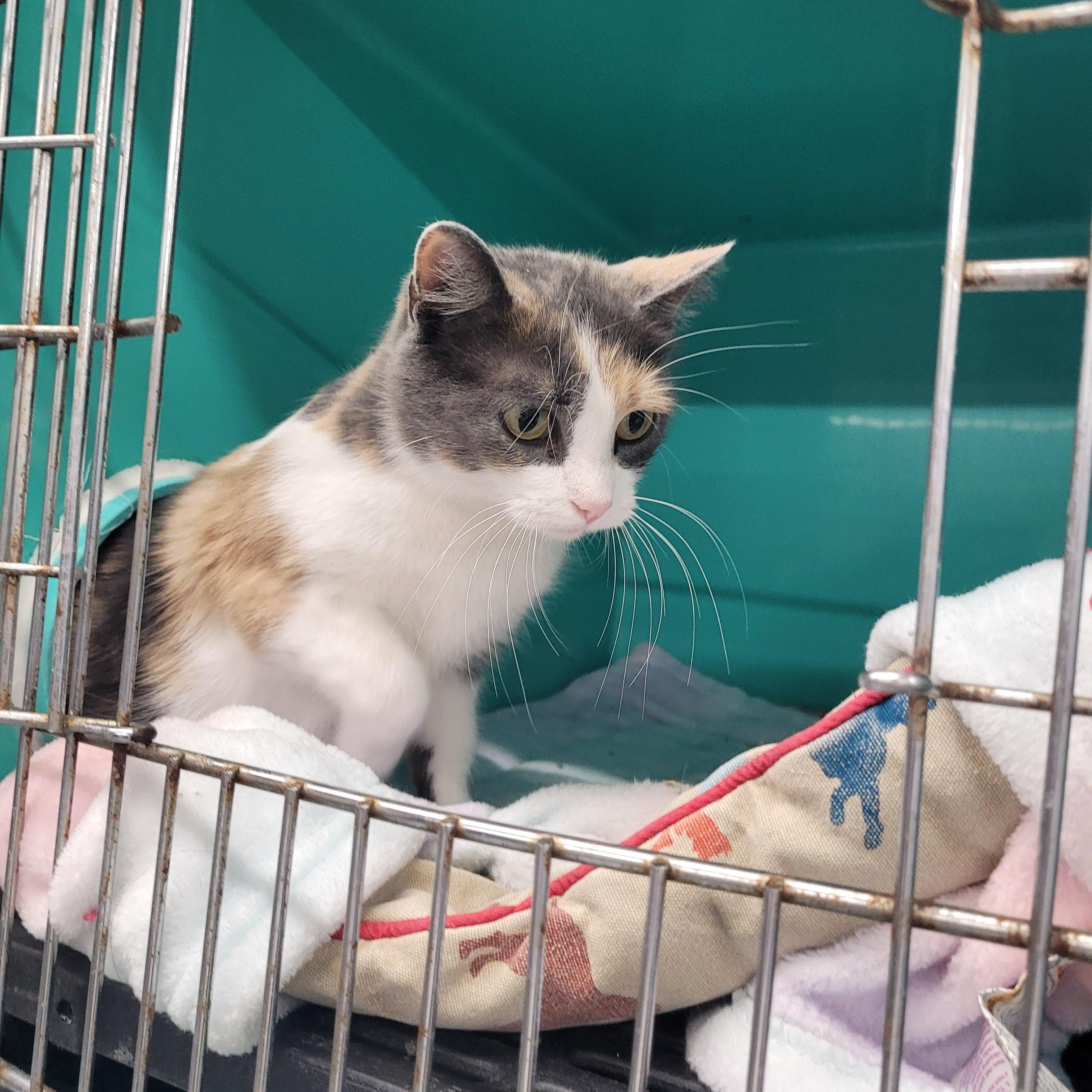 Nova, ADOPTABLE, Adult Female Calico.