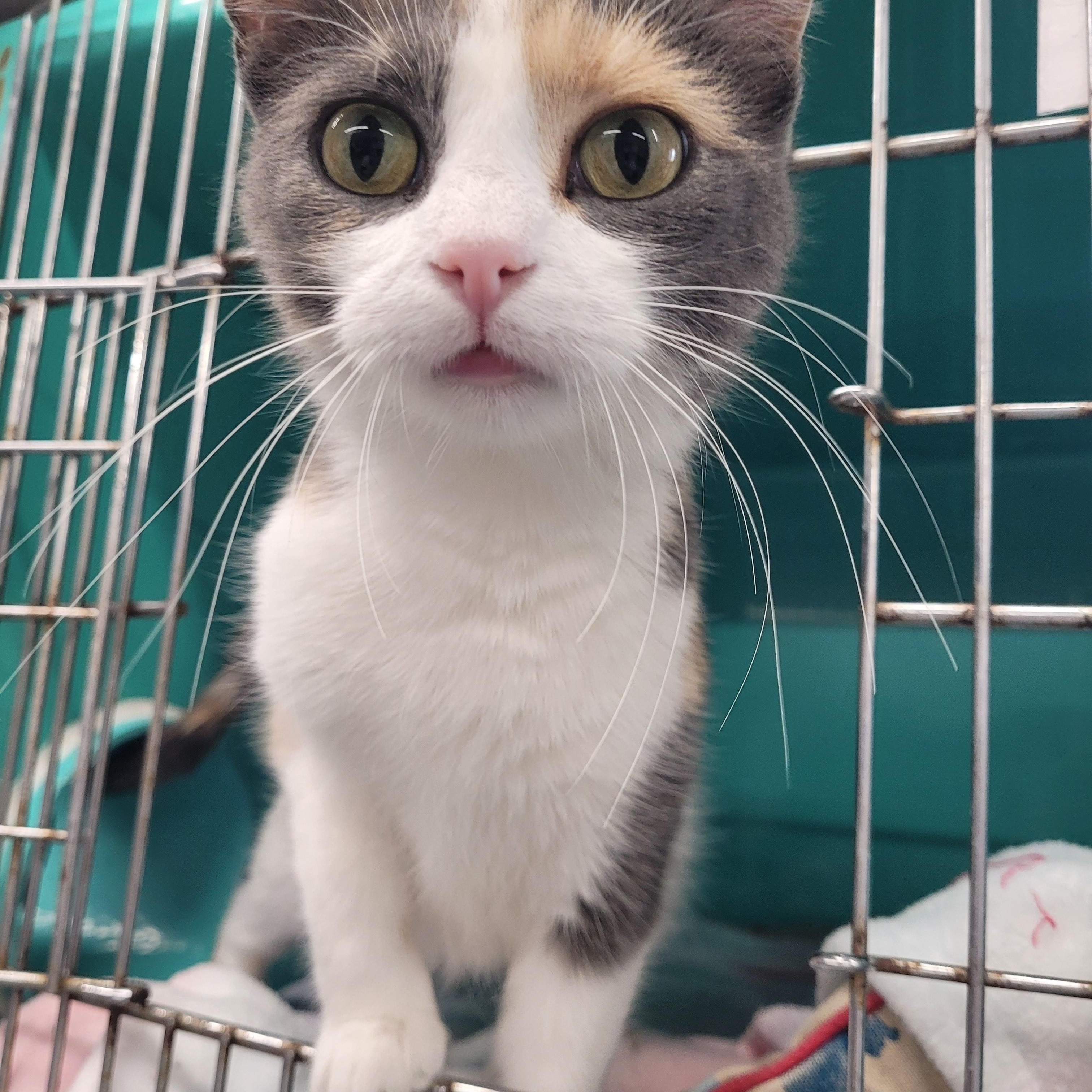 Enlarge Nova, an adopted Calico in Morris, MN image 2/4