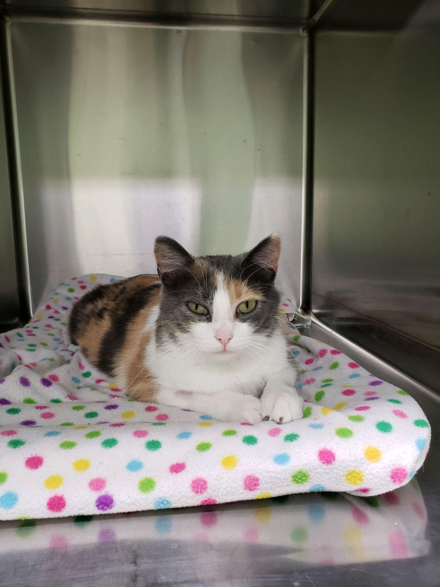 Enlarge Nova, an adopted Calico in Morris, MN image 4/4