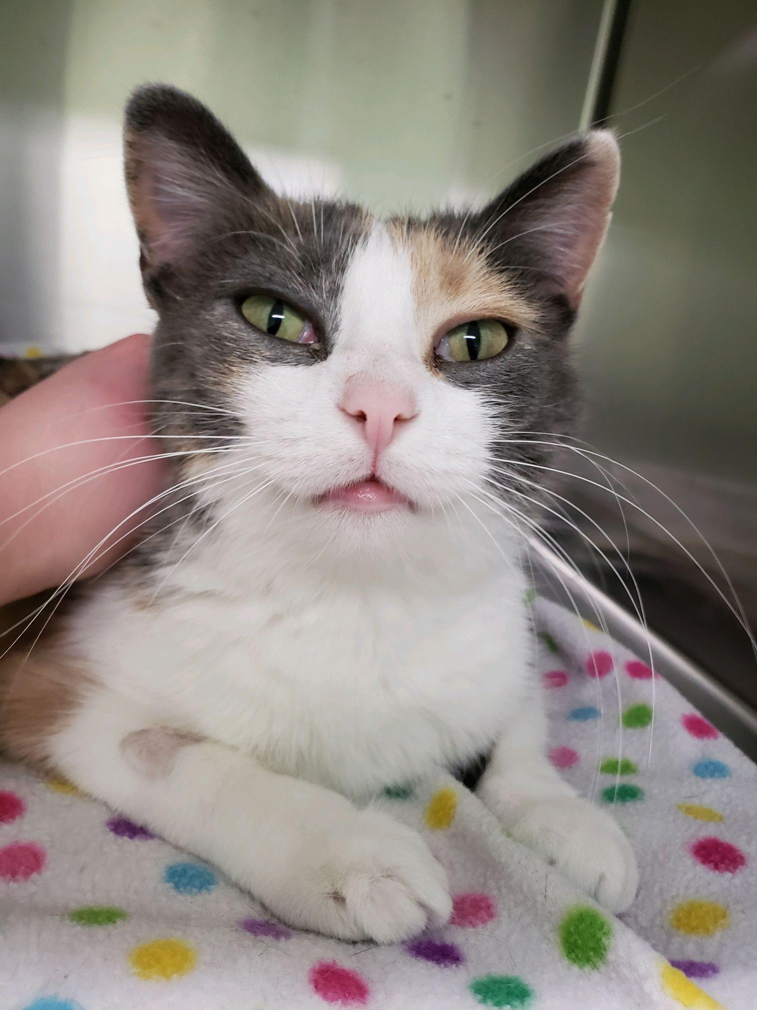 Enlarge Nova, an adopted Calico in Morris, MN image 3/4