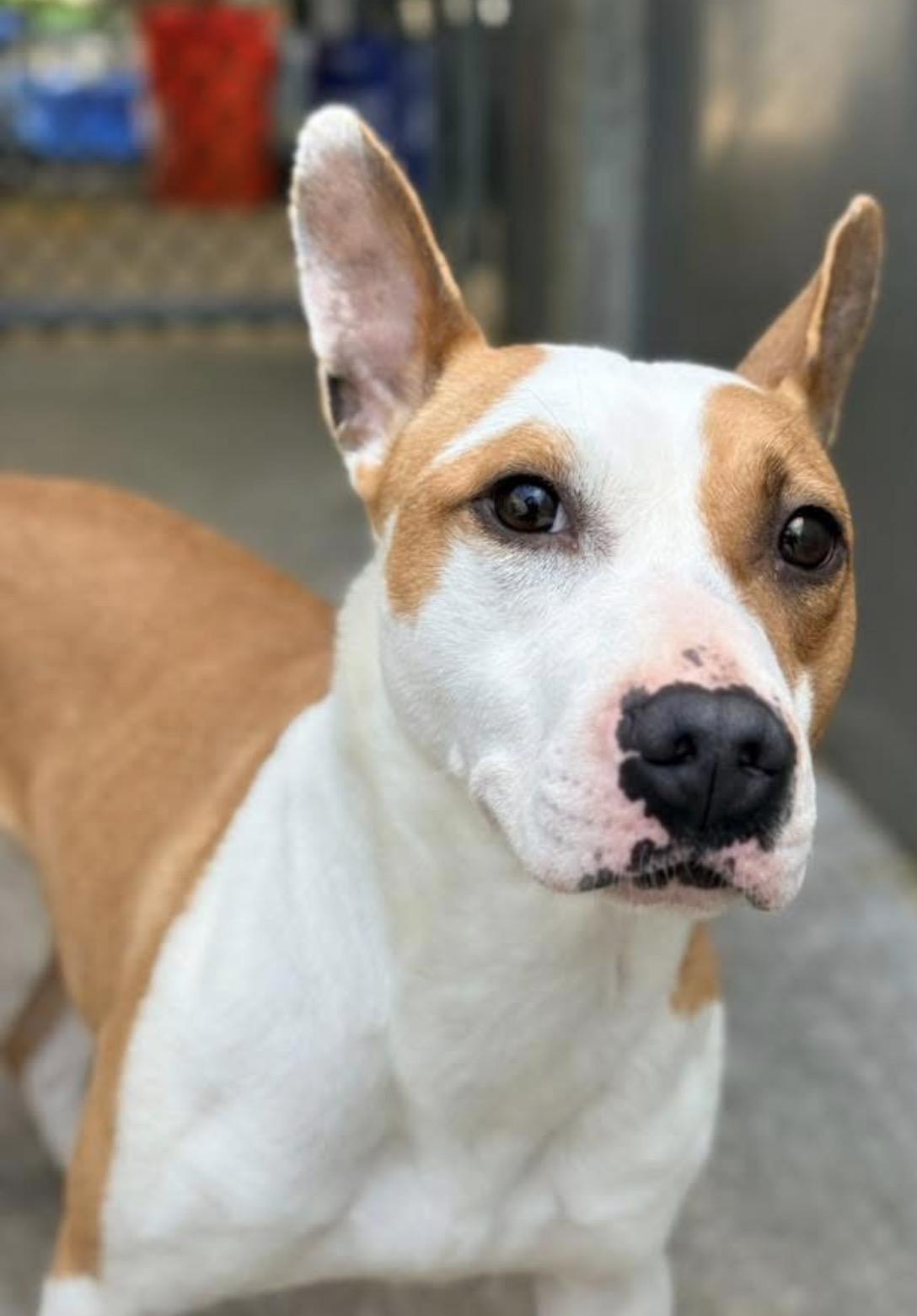 Enlarge Doll, an adopted Pit Bull Terrier in Chicago, IL image 4/5