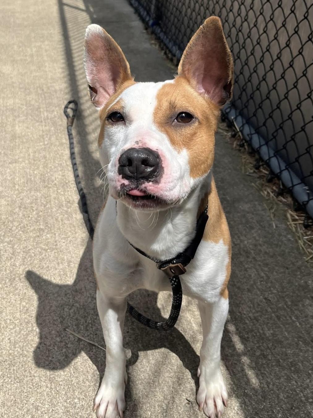 Enlarge Doll, an adopted Pit Bull Terrier in Chicago, IL image 3/5