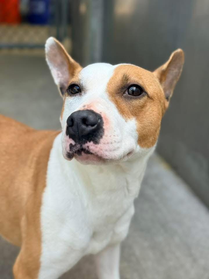 Enlarge Doll, an adopted Pit Bull Terrier in Chicago, IL image 2/5