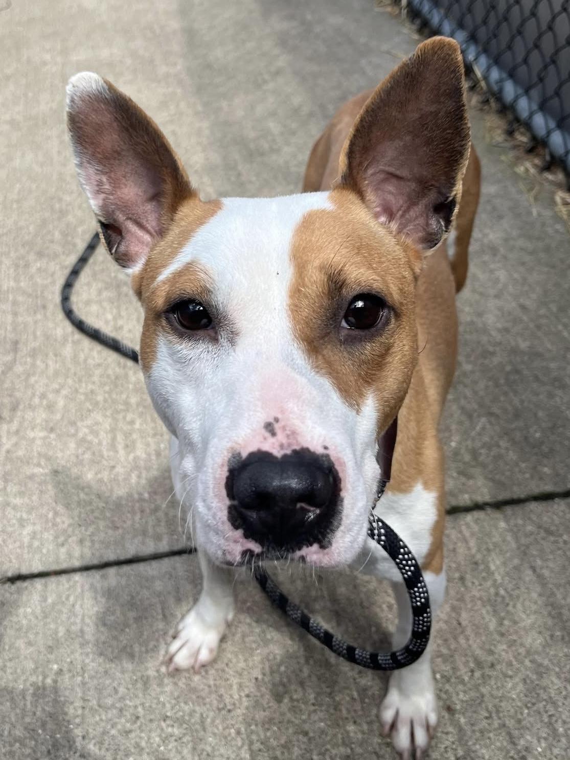 Enlarge Doll, an adopted Pit Bull Terrier in Chicago, IL image 1/5
