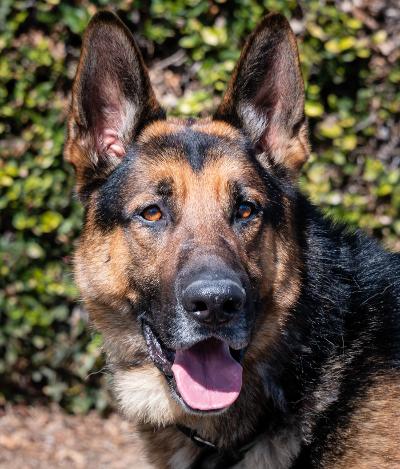 Enlarge Rocket, a Adoptable German Shepherd Dog in Newport Beach, CA image 1/6