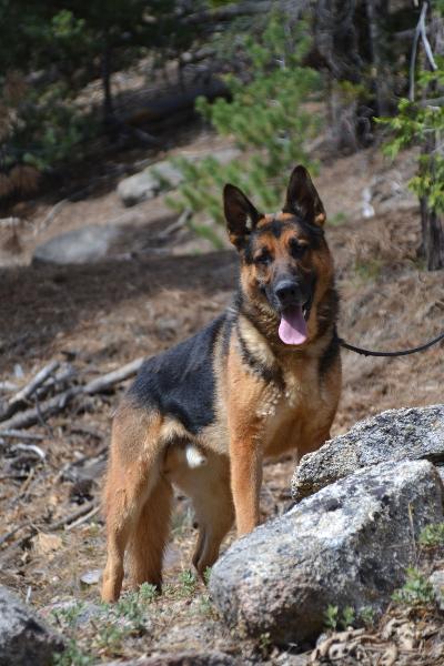 Enlarge Rocket, a Adoptable German Shepherd Dog in Newport Beach, CA image 2/6