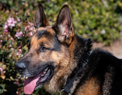 Enlarge Rocket, a Adoptable German Shepherd Dog in Newport Beach, CA image 3/6