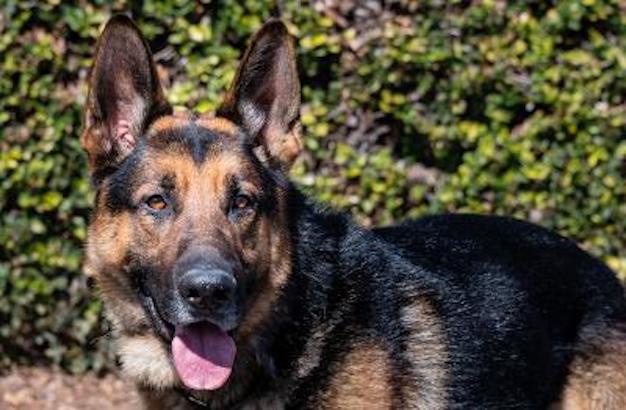 Enlarge Rocket, a Adoptable German Shepherd Dog in Newport Beach, CA image 4/6
