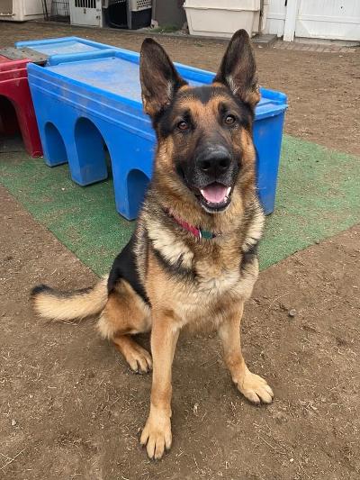 Enlarge Rocket, a Adoptable German Shepherd Dog in Newport Beach, CA image 6/6