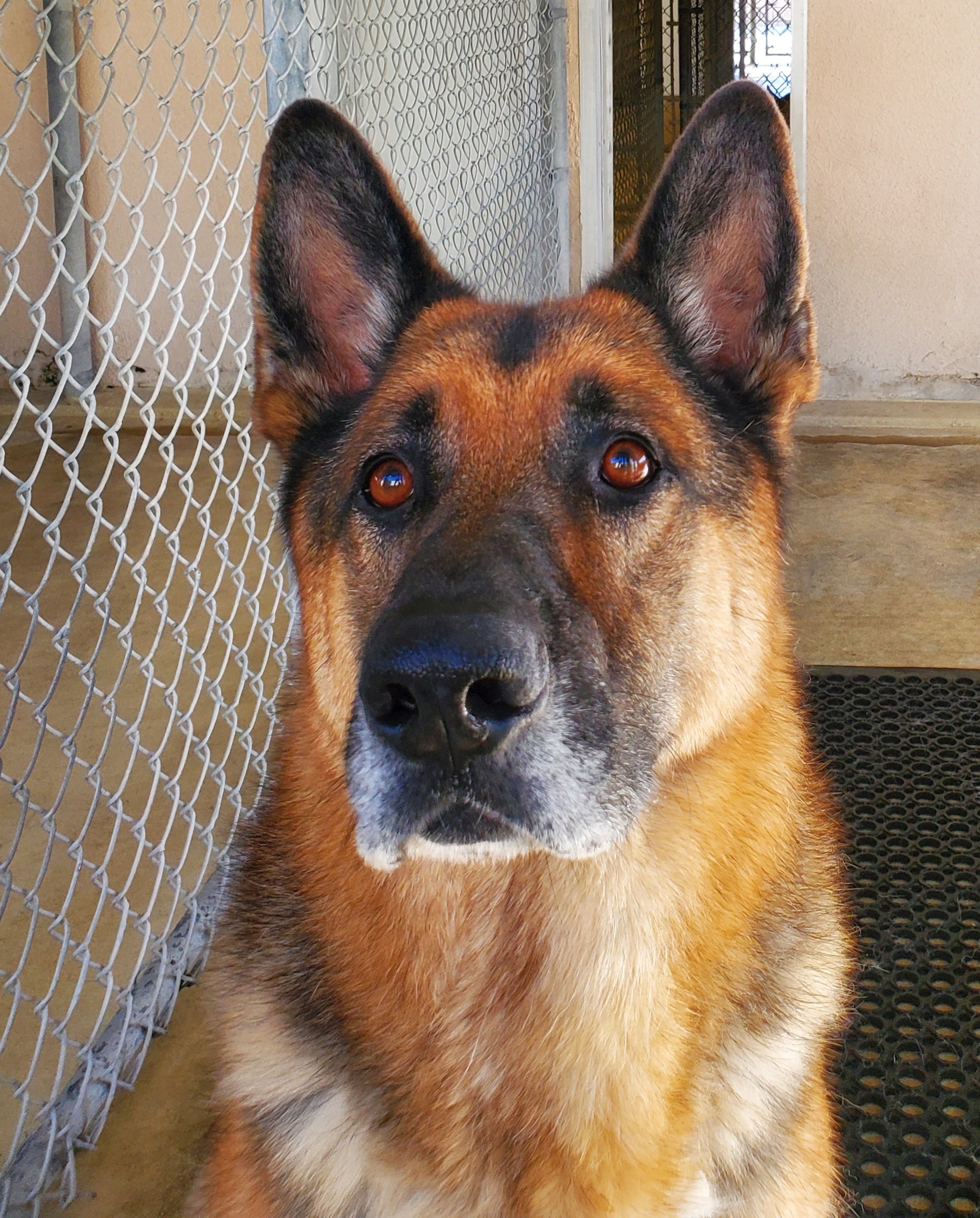 Enlarge Rocket, a Adoptable German Shepherd Dog in Newport Beach, CA image 5/6