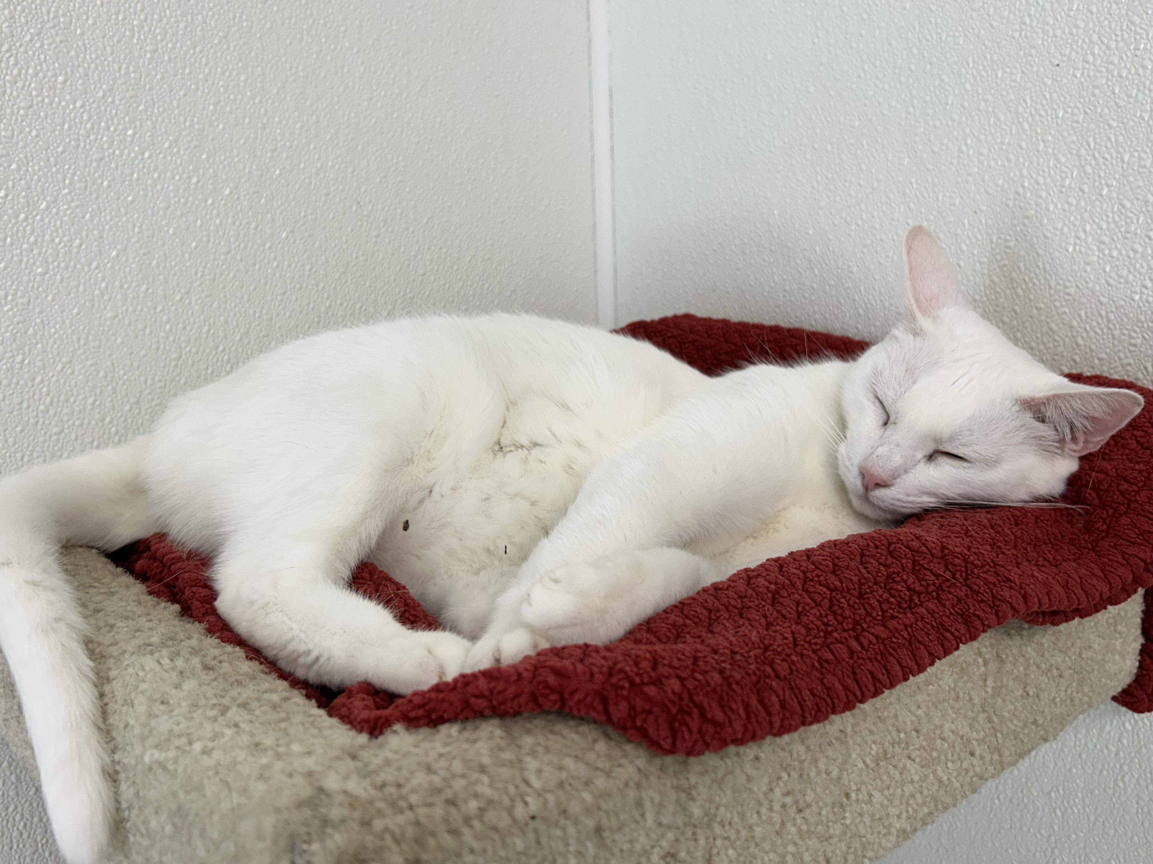 Jewel, a Adopted Domestic Short Hair in El Cajon, CA image 2/3