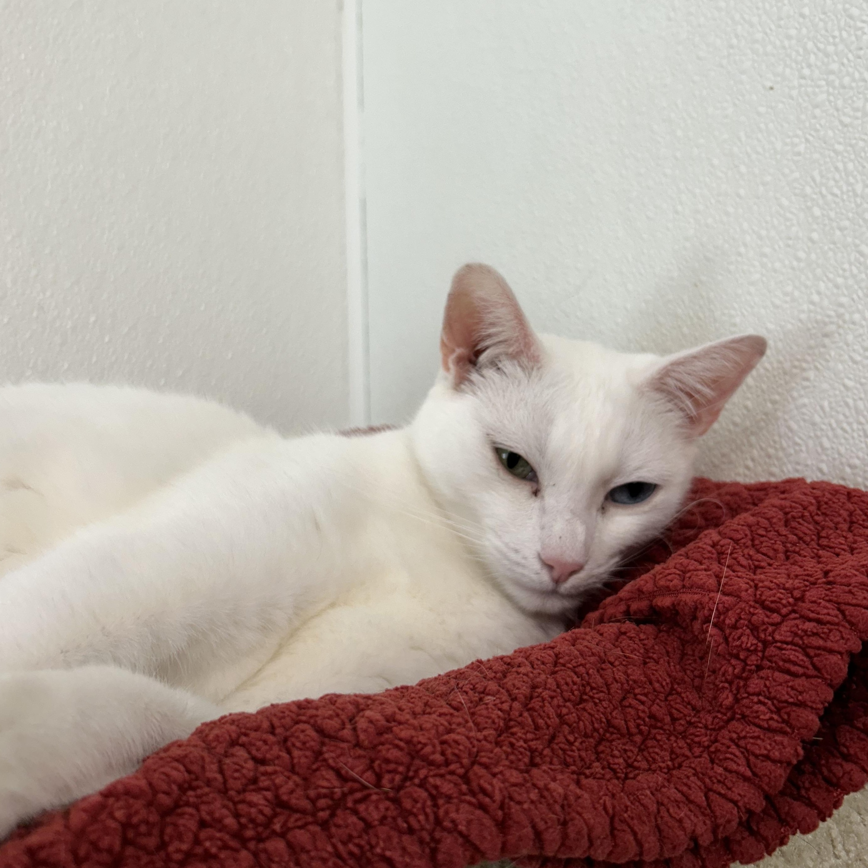 Jewel, Adopted, Adult Female Domestic Short Hair.