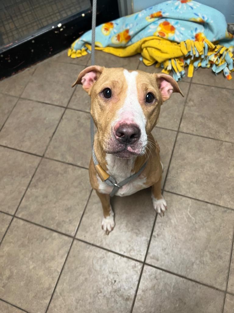 Karma, Adoptable, Young Female Pit Bull Terrier.