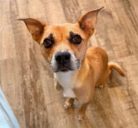 Enlarge Pea, a Adopted mixed breed in Kalamazoo, MI image 1/1